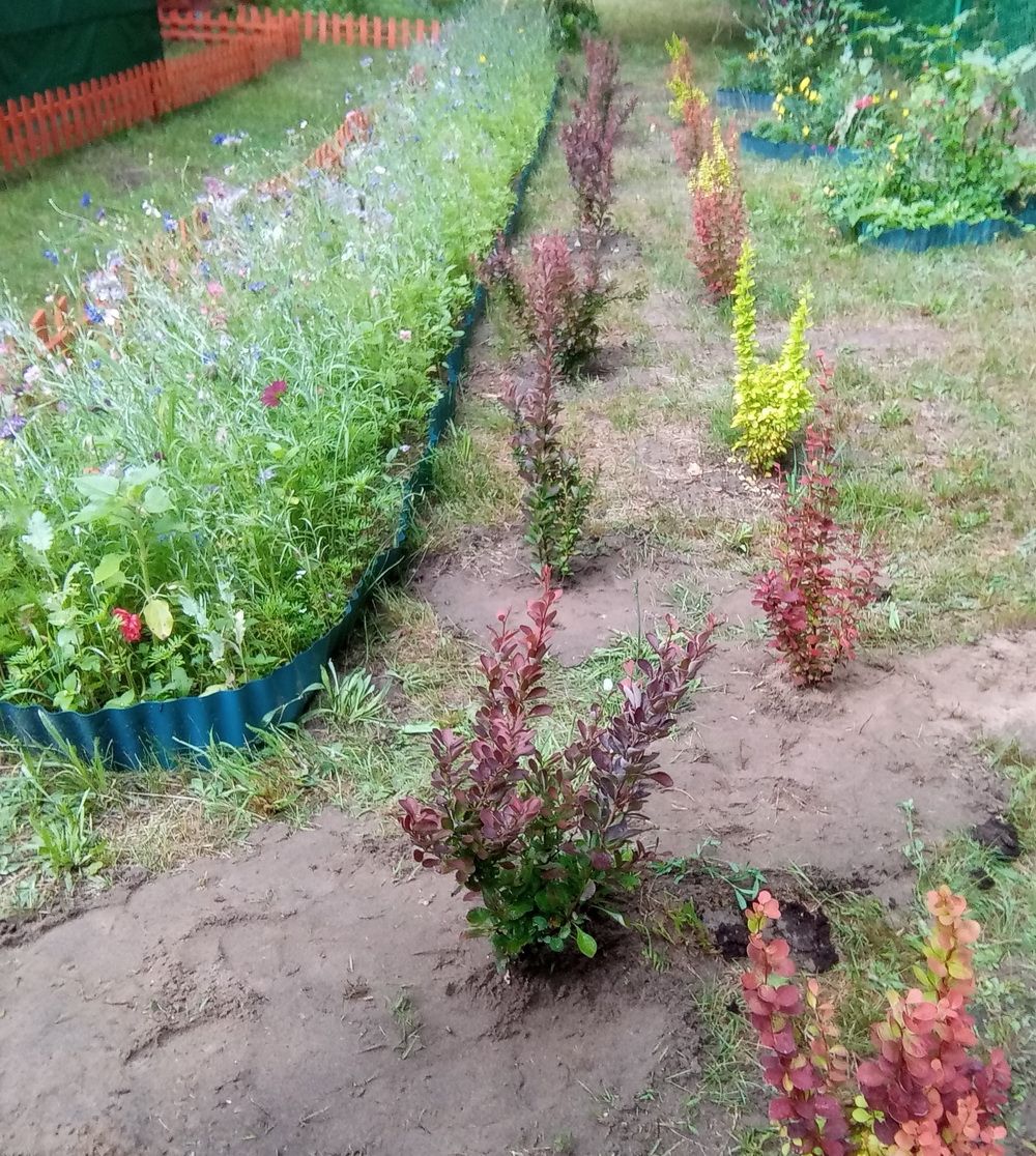 aleja pansofii podlądowosci kolorowe berberysy