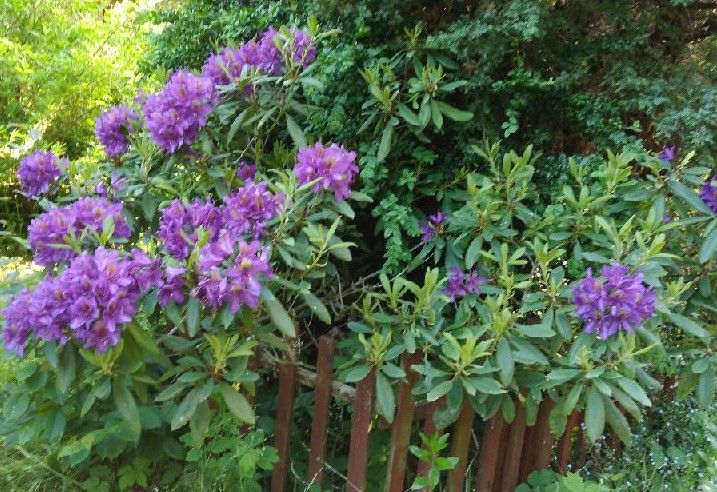 kwitnący lododendron na tle iglaków